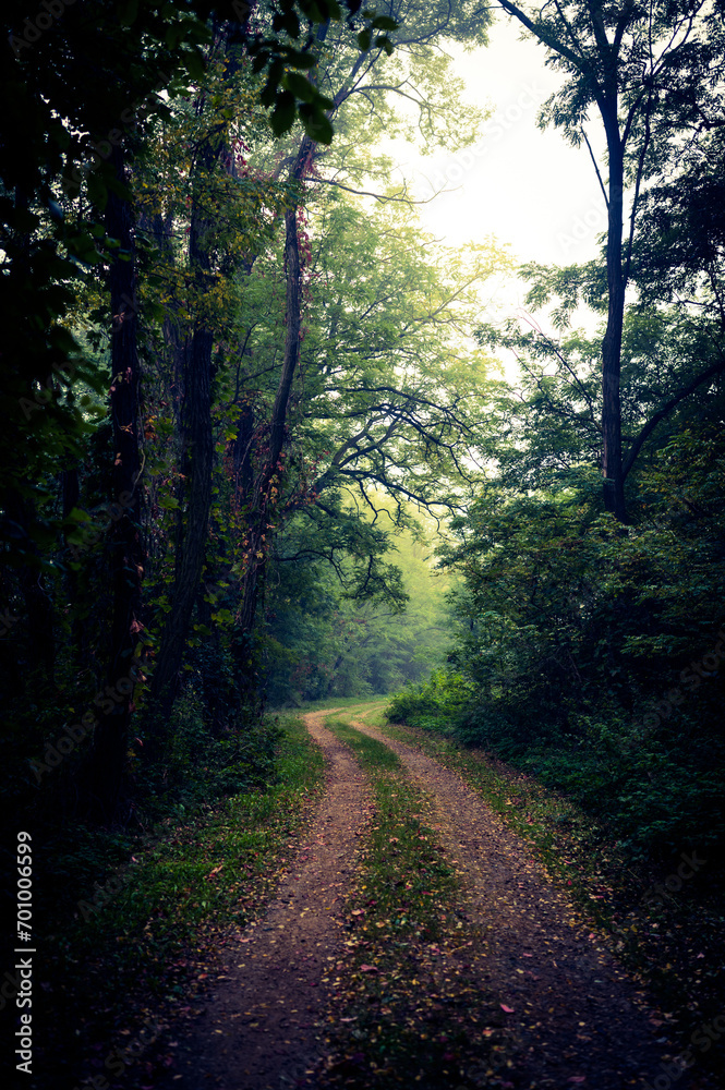 Obraz premium morning in the forest