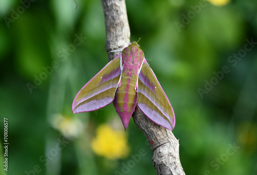 Elephant hawk moth (Deilephila elpenor) newly emerged on twig 