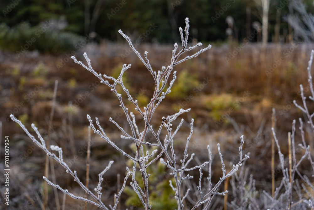 Frost auf Pflanze am Morgen Frost auf Pflanze am Morgen