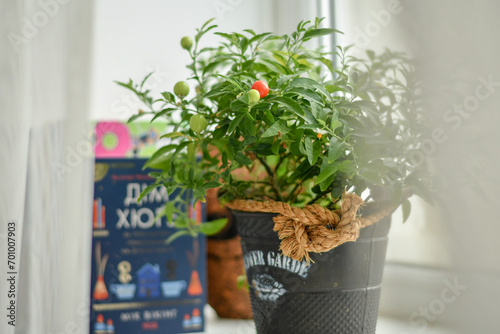 Green home plant in a pot on the window sill with flowers and books