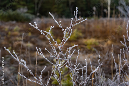Frost auf Pflanze am Morgen