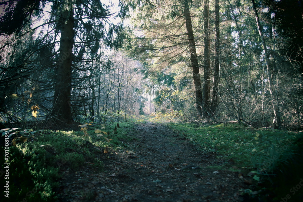 Obraz premium sun rays through the forest