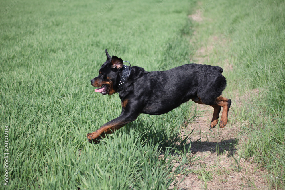 Rottweiler beim Sprung kurz vor der Landung auf einem Feld Rottweiler beim Sprung kurz vor der Landung auf einem Feld