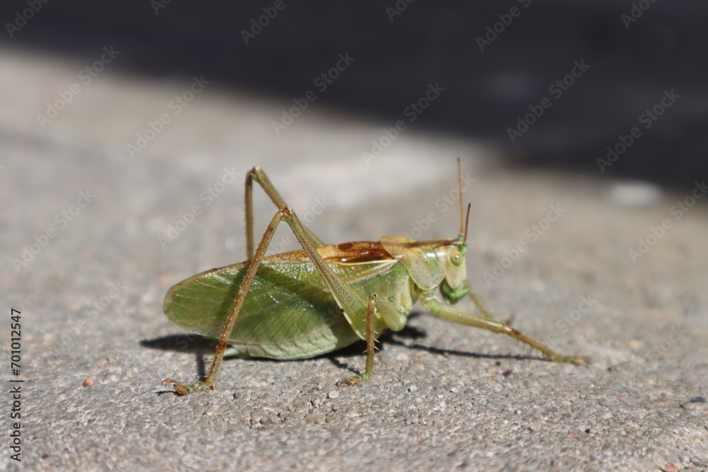 grasshopper on the ground grasshopper on the ground