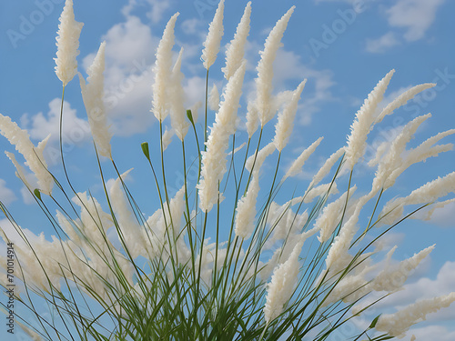 Beautiful white kashful or kans grass flower in hand with Blue Sky. Saccharum spontaneum Flower photo