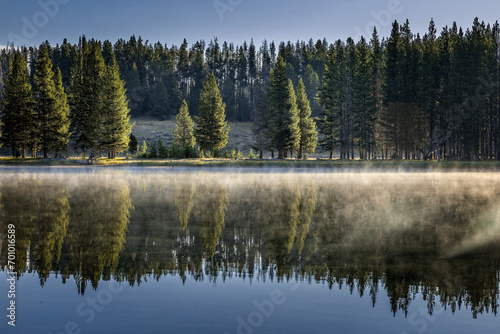 Trees on the shore of the steaming Lake Yellowstone in the Yellowstone National Park, Wyoming USA