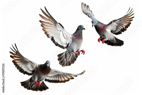 group of pigeons flying isolated on white background photo