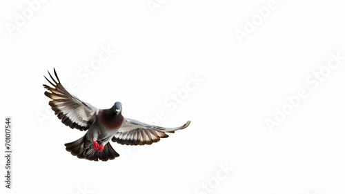 group of pigeons flying isolated on white background