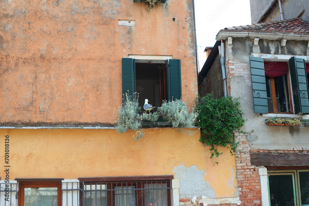 Bird in a window in Venice
