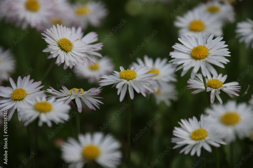 daisies in a field