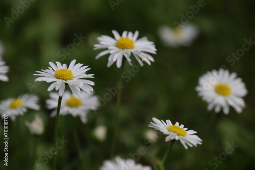 daisies in a meadow © Roman