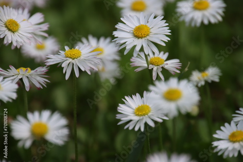 daisies in a field