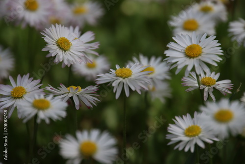 daisies in a field © Roman