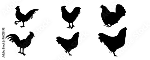 Chicken silhouette collection. Collection of chicken silhouettes. Isolated on White background
