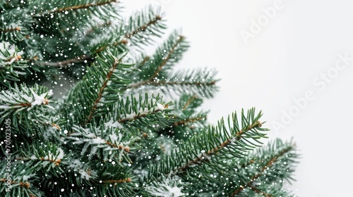 A detailed view of a pine tree covered in snow. This image can be used to depict winter landscapes or to symbolize the holiday season