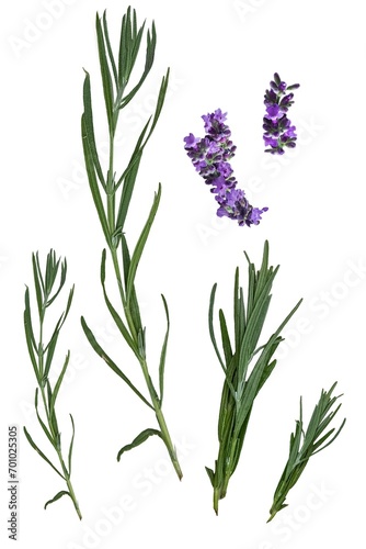 Set of lavender twigs and flowers. Different inflorescences and sizes. isolated on white background