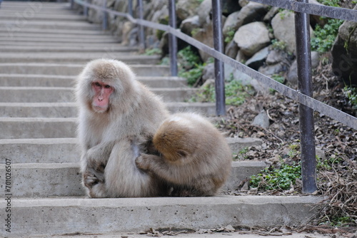 Photography 長野県山ノ内町　地獄谷野猿公苑のニホンザル　Japanese macaque monkeys in Jigokudani Monkey Park, Yamano