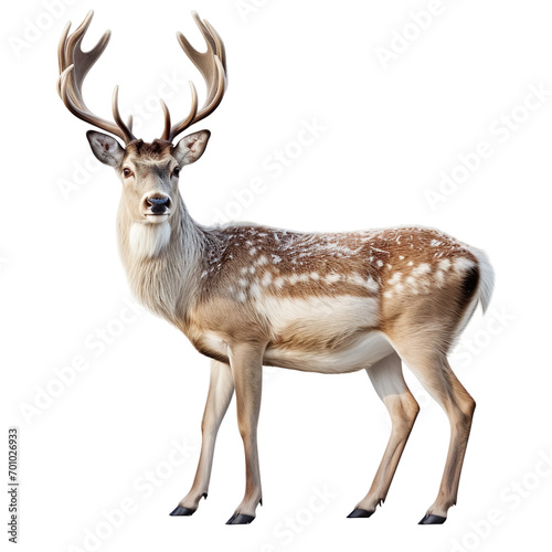 Portrait of deer standing isolated on transparent of white background
