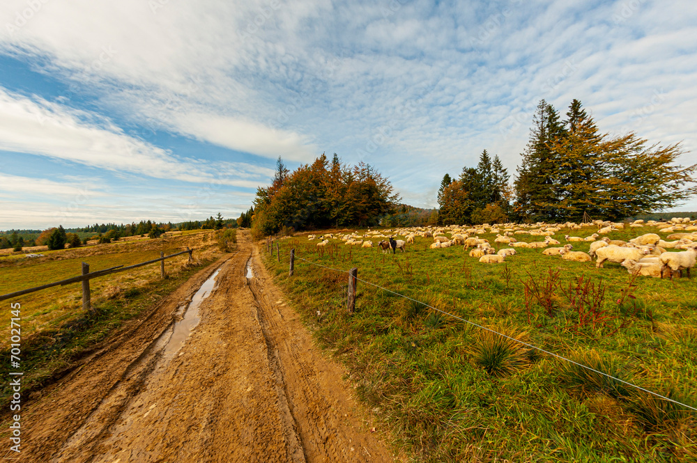 Fototapeta premium Autumn forest, Beskid Sądecki, Lesser Poland, EU, Jesienny las, Beskid Sądecki, Małopolska, EU