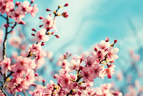 Springtime Bliss: Cherry Blossoms with Bright Blooms Under Light Blue Sky, Space for Text