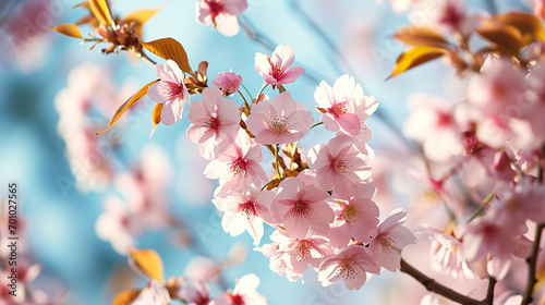 Springtime Bliss: Cherry Blossoms with Bright Blooms Under Light Blue Sky, Space for Text
