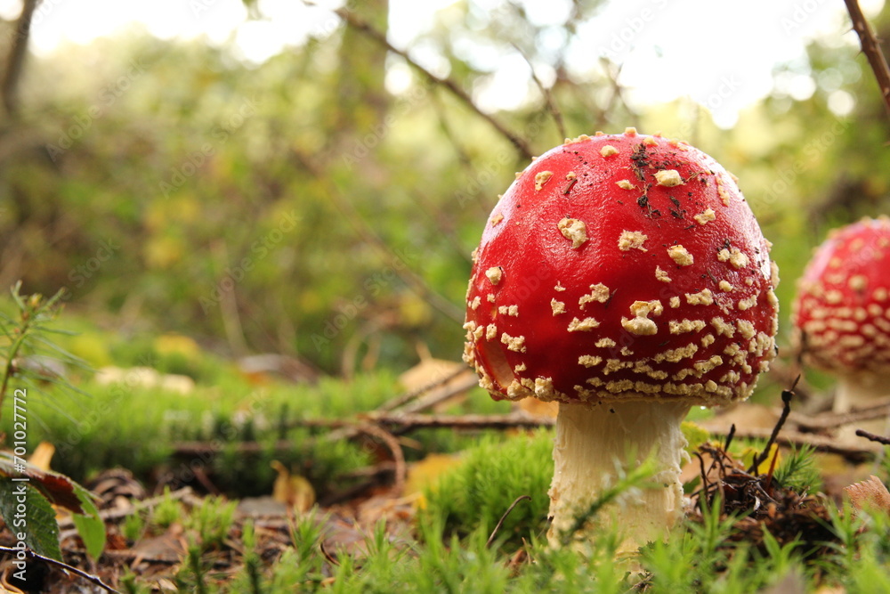 a beautiful little red mushroom in a green forest in autumn closeup a beautiful little red mushroom in a green forest in autumn closeup