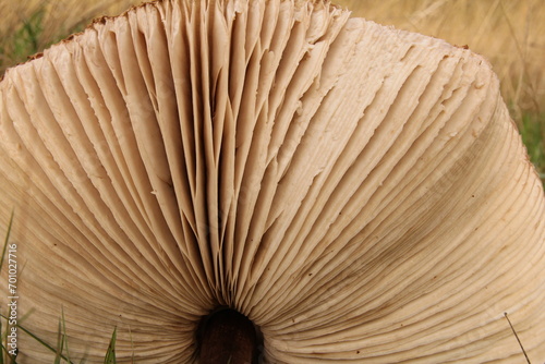 the gills at the underside of the cap of a big parasol mushroom