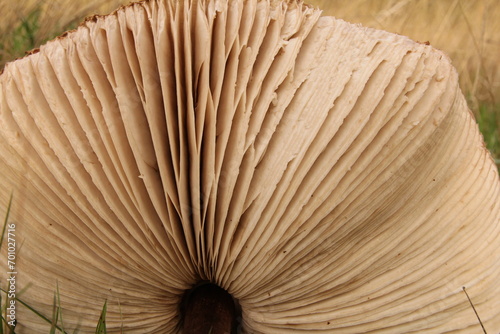 Fotografi the gills at the underside of the cap of a big parasol mushroom