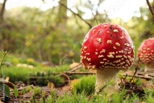 a beautiful little red mushroom in a green forest in autumn closeup