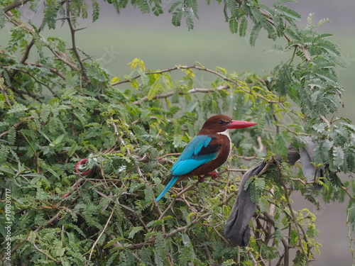 Single white fronted kingfisher in India photo