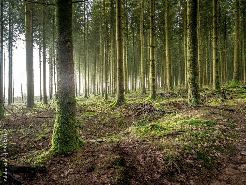 Fototapeta premium The beautiful forest of Bastogne