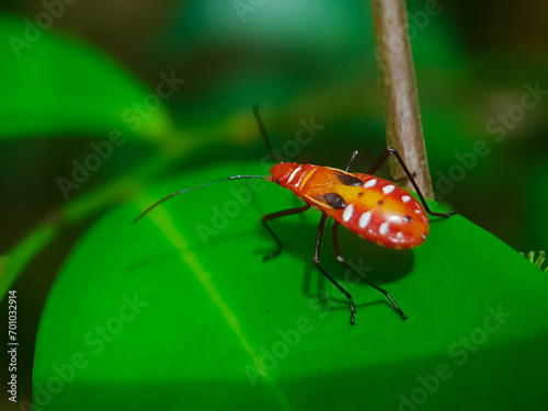 Mr Pucung insect on a leaf, bokbok cong insect photo