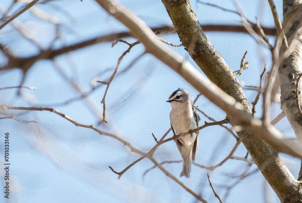 Golden Crowned Kinglet