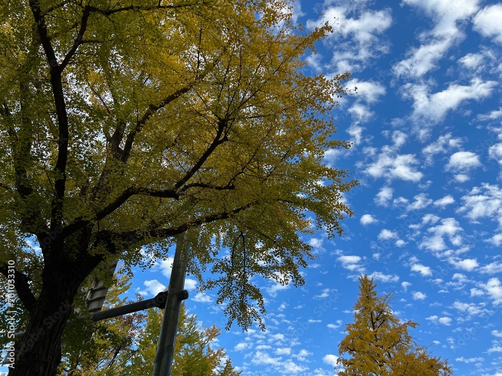 Obraz premium 横浜・山下公園通りのイチョウ並木