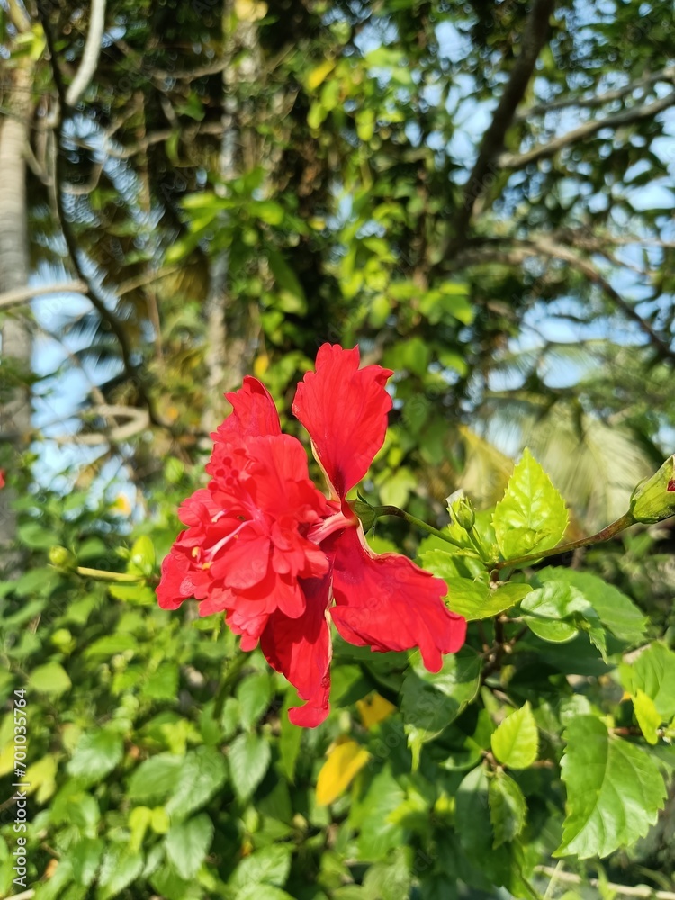 Hibiscus is a genus of flowering plants in the mallow family, Malvaceae.