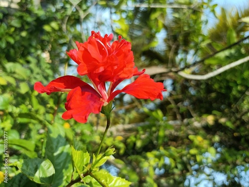 Hibiscus is a genus of flowering plants in the mallow family, Malvaceae.