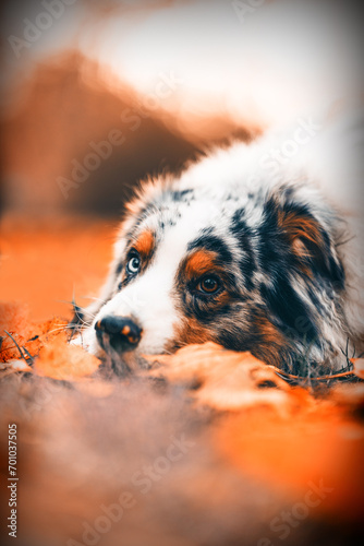 dog in the leafs Australian Shepherd