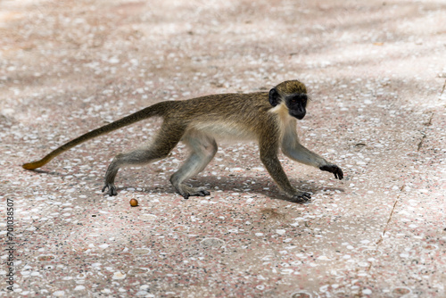 Little Green Monkey (Chlorocebus) next to Paynes Bay beach (Barbados).