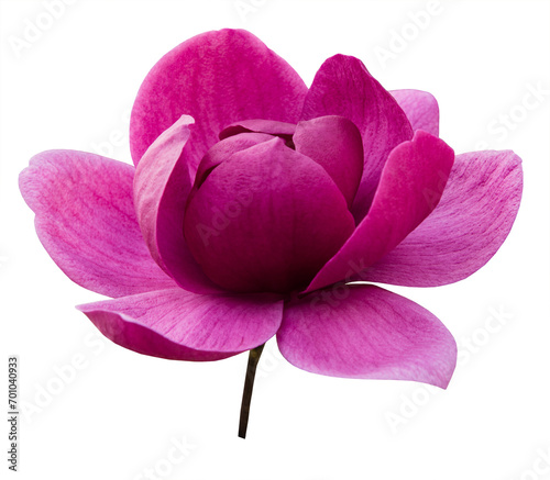 Purple magnolia flower isolated on transparent background, png
