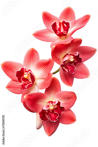 Top side closeup macro view of A collection two  three cymbidium flowers isolated on a white background PNG