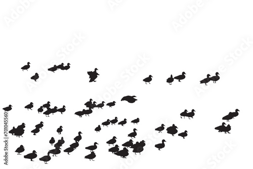 Ducks standing on the ground. Vector images. White background.