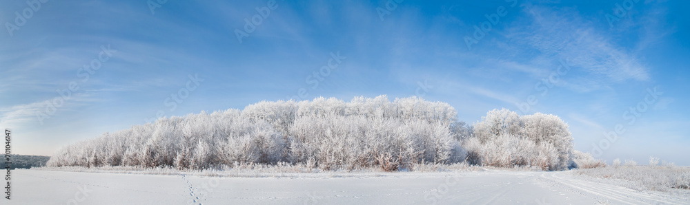 The trees on the edge of the forest are covered with white frost. Wonderful atmospheric winter panorama