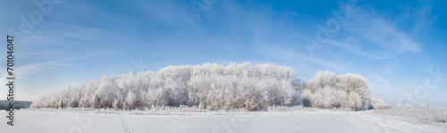 The trees on the edge of the forest are covered with white frost. Wonderful atmospheric winter panorama
