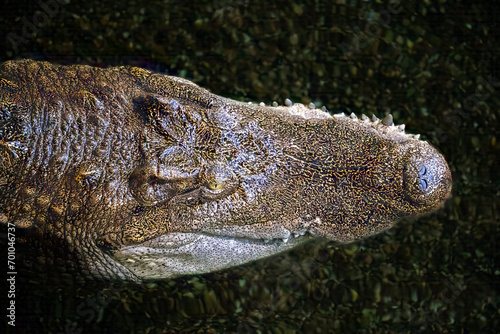 close up of a crocodile head