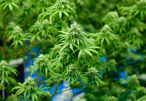 close up cannabis hemp in the greenhouse