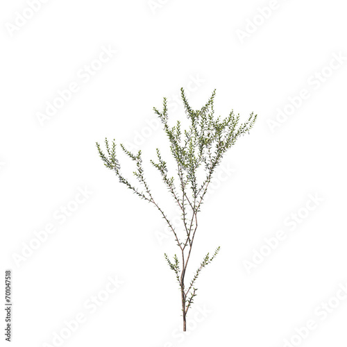Epacris impressa, common heath, Ericaceae, evergreen, small tree, bush, tree, big tree, light for daylight, easy to use, 3d render, isolated