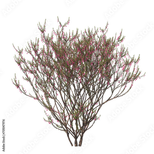 Epacris impressa, common heath, Ericaceae, evergreen, small tree, bush, tree, big tree, light for daylight, easy to use, 3d render, isolated