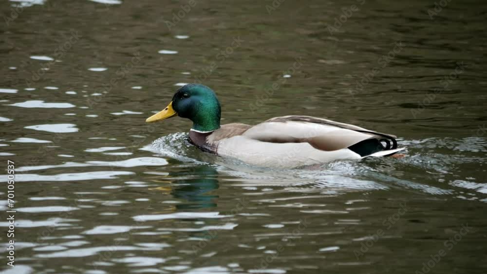 Duck on the pond. Duck swimming in water. Bird in water. River Mallard in slow motion. Bird search food forage. Ducks searching food. Duck on the pond. Duck swimming in water. Bird in water. River Mallard in slow motion. Bird search food forage. Ducks searching food.