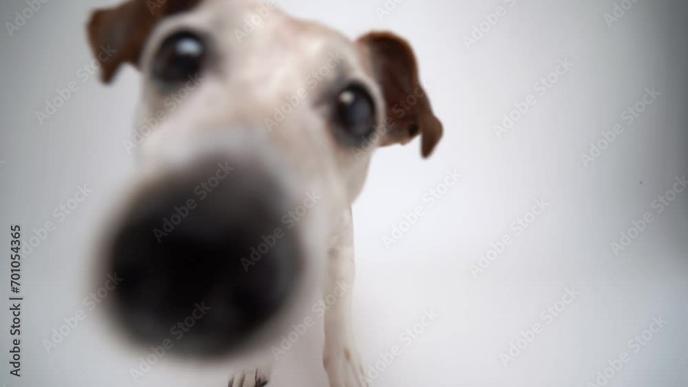 Adorable Dog licking the screen. White studio Video footage hungry pet licking off the screen. Senior Jack Russell terrier attentively curious looking at camera looks closely