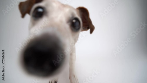 Adorable Dog licking the screen. White studio Video footage hungry pet licking off the screen. Senior Jack Russell terrier attentively curious looking at camera looks closely